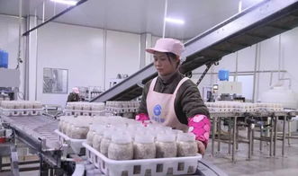西南地区最大食用菌工厂化项目在万盛投产，引领产业升级与融合发展